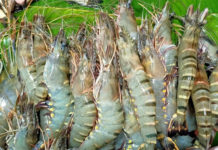 ‘Bangda chingri’ added to the list of GI products