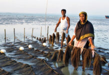 An overview of the economic potential of seaweeds in Bangladesh