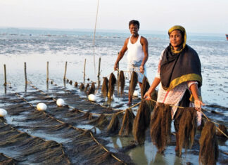 An overview of the economic potential of seaweeds in Bangladesh